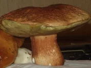 Steinpilzragout mit Farfalle - Rezept