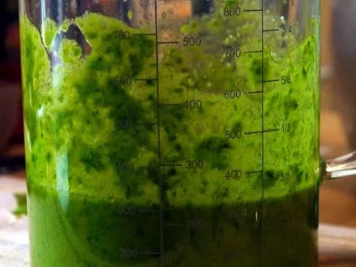 Rezept: Bärlauchpesto Bild Nr. 4 Bärlauchpesto - Rezept - Bild Nr. 4