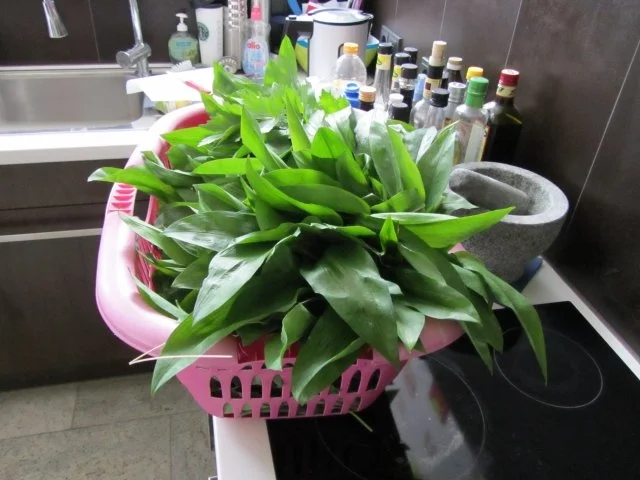 Mein Bärlauch-auch Öl und Essig - Rezept - Bild Nr. 2