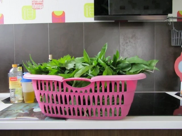 Mein Bärlauch-auch Öl und Essig - Rezept - Bild Nr. 3