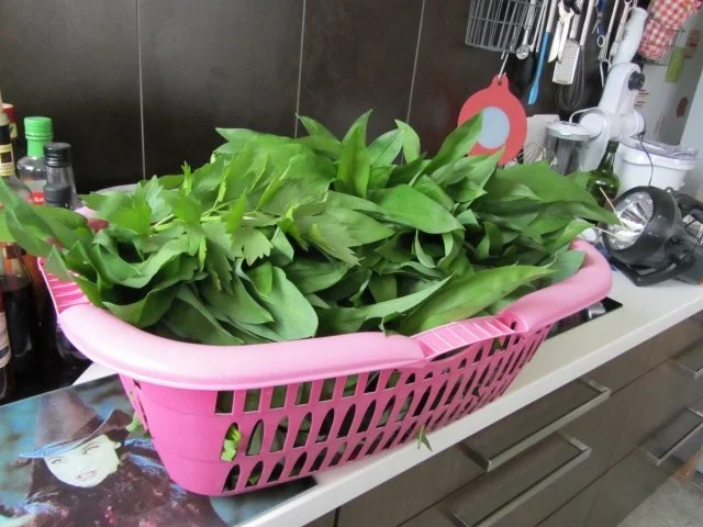 Mein Bärlauch-auch Öl und Essig - Rezept - Bild Nr. 4