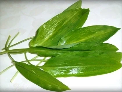 Rezept: -`❊´- Spinatsuppe mit Bärlauch und Ei -`❊´- Bild Nr. 4 -`❊´- Spinatsuppe mit Bärlauch und Ei -`❊´- - Rezept - Bild Nr. 4