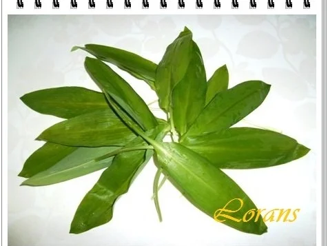 Frischkäsebällchen im Bärlauchmantel   -`❊´- - Rezept - Bild Nr. 4