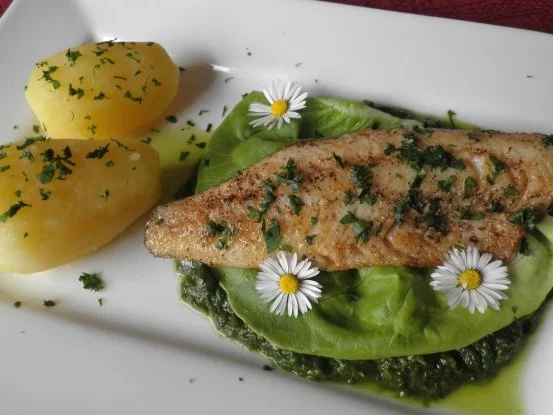 Rezept: Zander auf Salat - Püree Bild Nr. 2 Zander auf Salat - Püree - Rezept - Bild Nr. 2