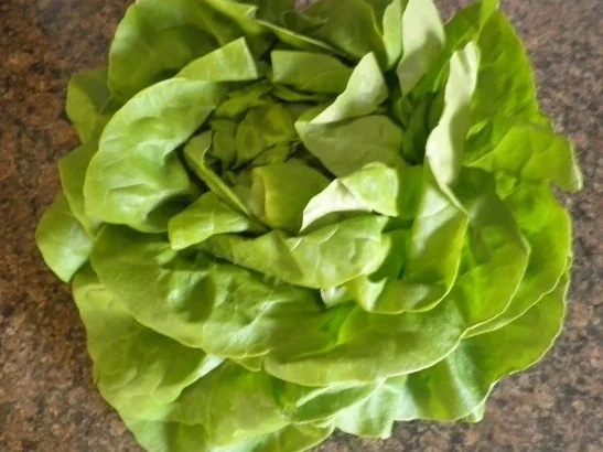 Rezept: Zander auf Salat - Püree Bild Nr. 4 Zander auf Salat - Püree - Rezept - Bild Nr. 4