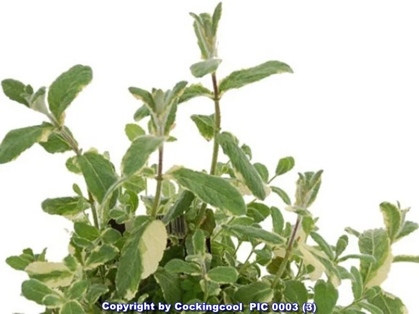 Rezept: Minz Sorbet Bild Nr. 12 Minz Sorbet - Rezept - Bild Nr. 12