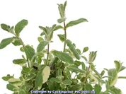 Minz Sorbet - Rezept - Bild Nr. 12