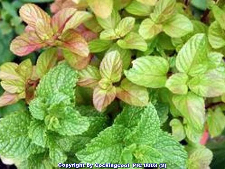 Rezept: Minz Sorbet Bild Nr. 13 Minz Sorbet - Rezept - Bild Nr. 13