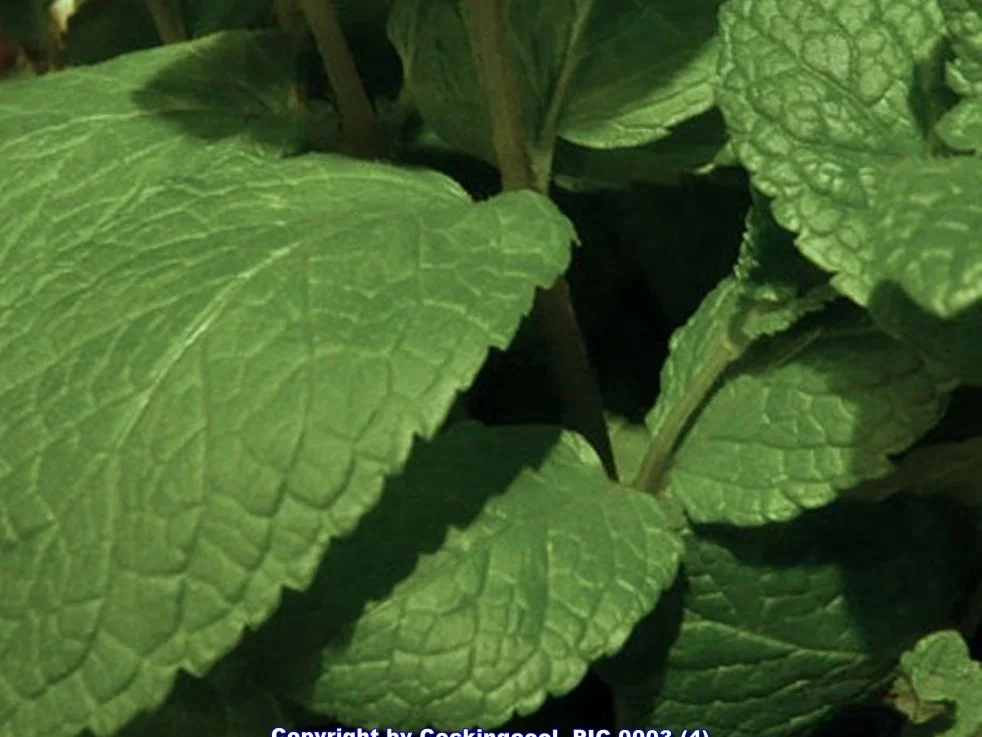 Rezept: Minz Sorbet Bild Nr. 14 Minz Sorbet - Rezept - Bild Nr. 14