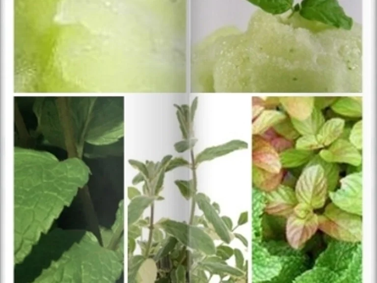 Rezept: Minz Sorbet Bild Nr. 16 Minz Sorbet - Rezept - Bild Nr. 16