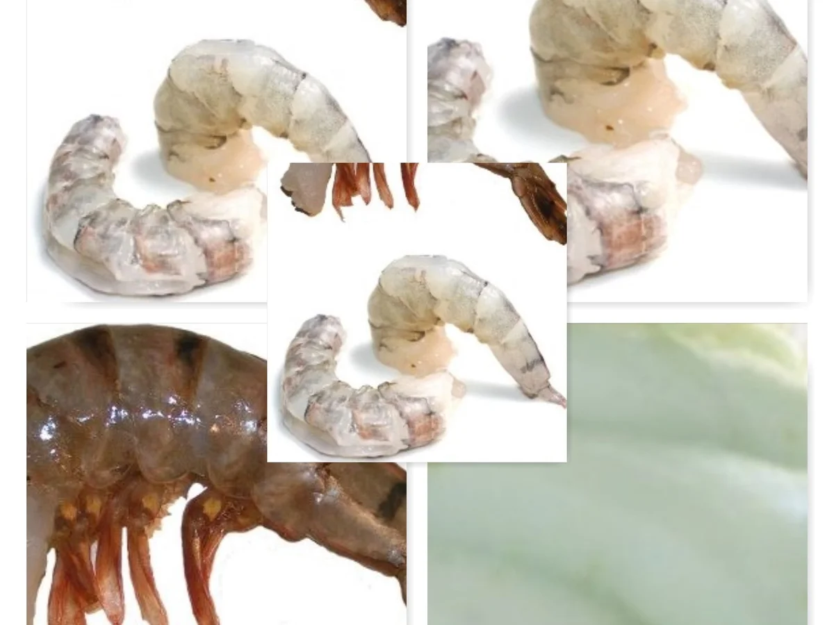 Garnele mit Wasabiespuma à la Biggi - Rezept - Bild Nr. 9