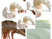 Garnele mit Wasabiespuma à la Biggi - Rezept - Bild Nr. 9