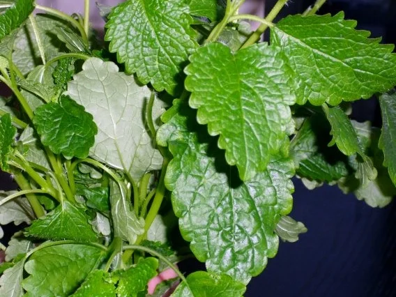 Rezept: Salat von gegrilltem Gemüse Bild Nr. 8 Salat von gegrilltem Gemüse - Rezept - Bild Nr. 8