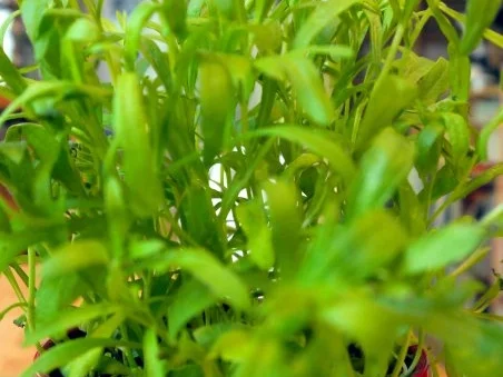 Ofenspargel mit Estragonsauce und Wiener Schnitzelchen - Rezept - Bild Nr. 2