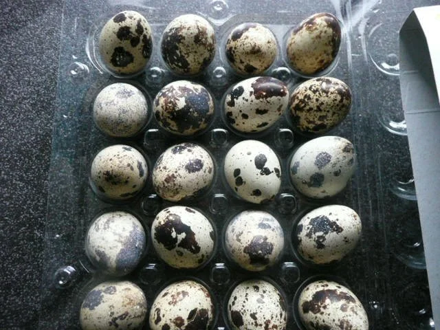 Tapas /Pochiertes Wachtelei mit Krabben - Rezept - Bild Nr. 2