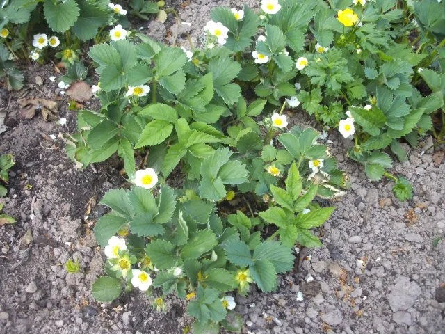 Eis: Erdbeereis - Rezept - Bild Nr. 7