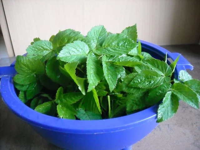 Giersch - Pesto - Rezept - Bild Nr. 3