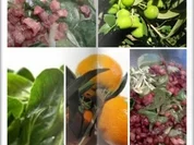 Feldsalat in schaumiger Umgebung - Rezept - Bild Nr. 14