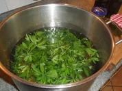 waldmeister-sirup, gelee, bowle, bier--echt lecker!! - Rezept