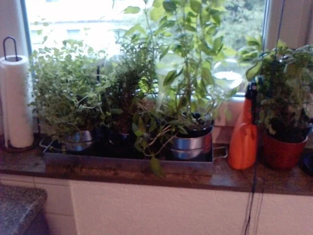 Rezept: H Ö L L E N - B O L O Bild Nr. 4 H Ö L L E N - B O L O - Rezept - Bild Nr. 4