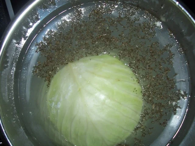 Kohlrouladen mit Rinderhack auf einem Bett von Rahmkohl - Rezept - Bild Nr. 3