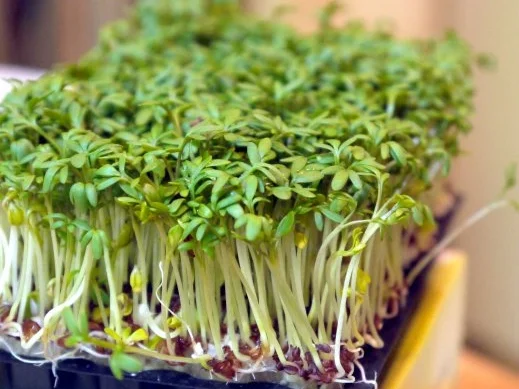 Spargel-Blätterteig-Kuchen - Rezept - Bild Nr. 3