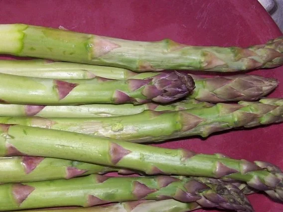 Rezept: Weiß-grüner Spargel-Kartoffel-Auflauf Bild Nr. 3 Weiß-grüner Spargel-Kartoffel-Auflauf - Rezept - Bild Nr. 3