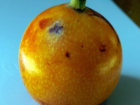 Mispel-Tonka-Rum-Marmelade - Rezept - Bild Nr. 2