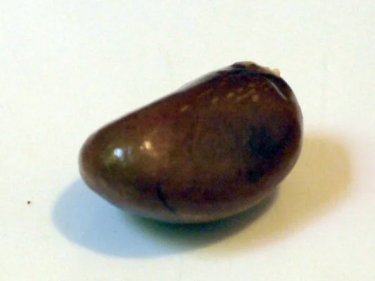 Mispel-Tonka-Rum-Marmelade - Rezept - Bild Nr. 4