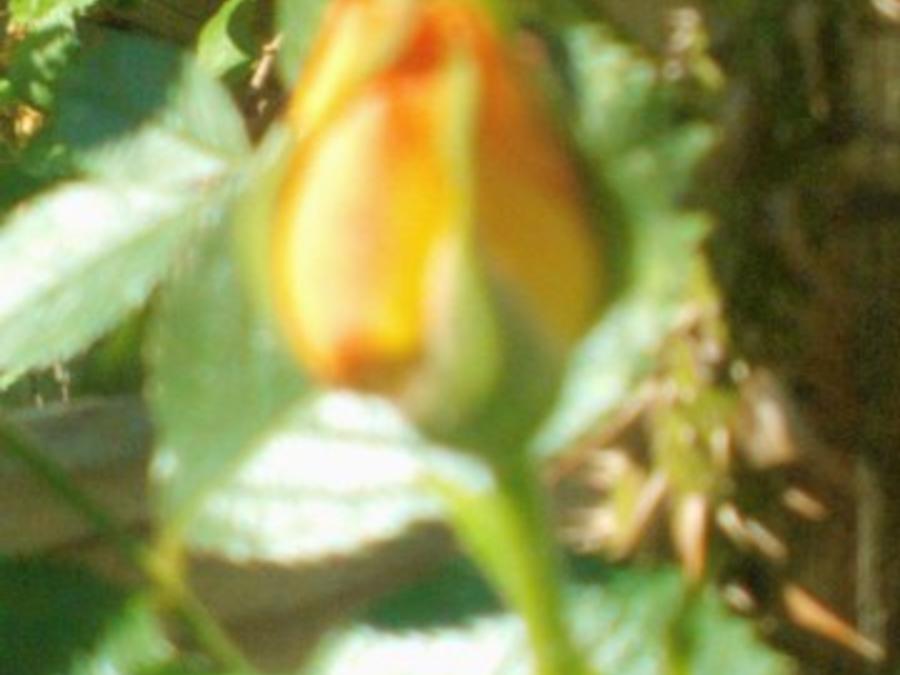 Rosen Likör - einfach - von tigerlilly63