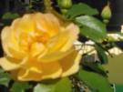 Rosenblüten-Bowle - Rezept