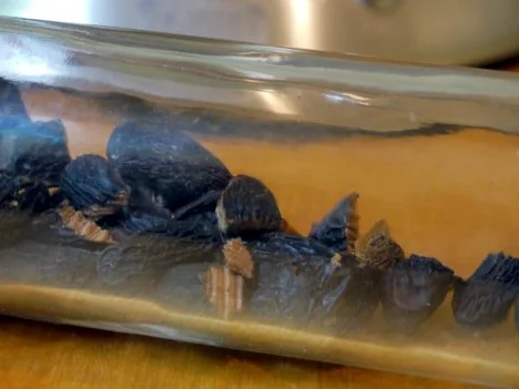 Rezept: Tonka-Sirup Bild Nr. 2 Tonka-Sirup - Rezept - Bild Nr. 2