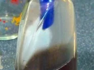 Rezept: Tonka-Sirup Bild Nr. 5 Tonka-Sirup - Rezept - Bild Nr. 5