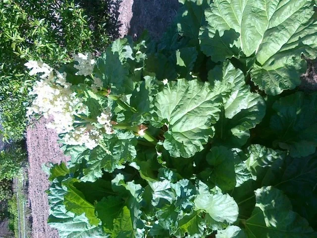 Rhabarber Kuchen mit Eierhaube...Das Beste vom Rhabarber - Rezept - Bild Nr. 2