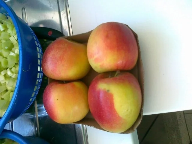 Rhabarber Kuchen mit Eierhaube...Das Beste vom Rhabarber - Rezept - Bild Nr. 9