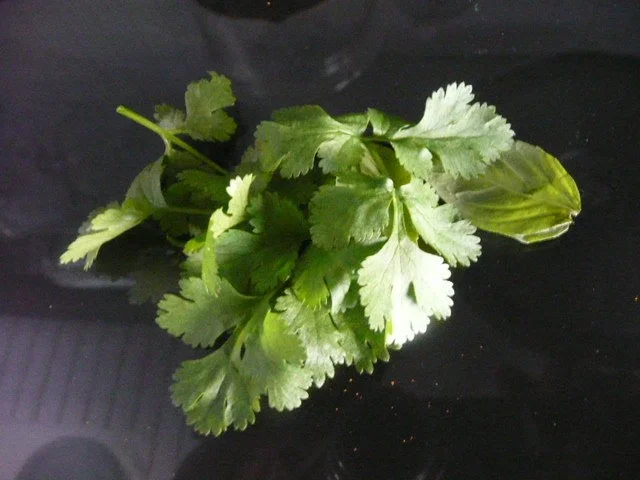 Rezept: SPARGEL /mit Thunfisch & Langostinos Bild Nr. 6 SPARGEL /mit Thunfisch & Langostinos - Rezept - Bild Nr. 6