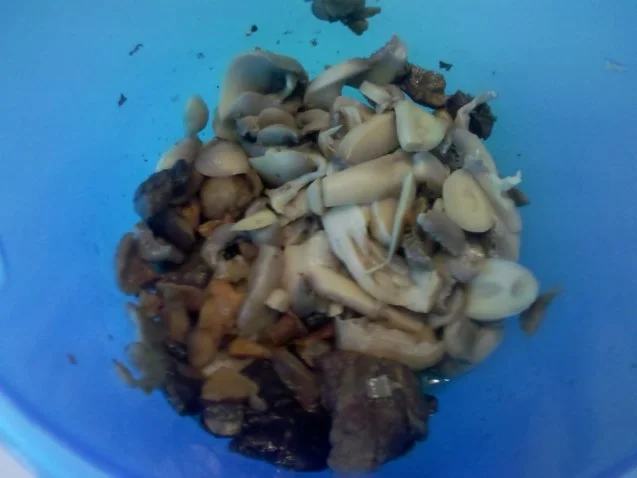 Rezept: Quiche: Waldpilzquiche â la Gudrun Bild Nr. 2 Quiche: Waldpilzquiche â la Gudrun - Rezept - Bild Nr. 2