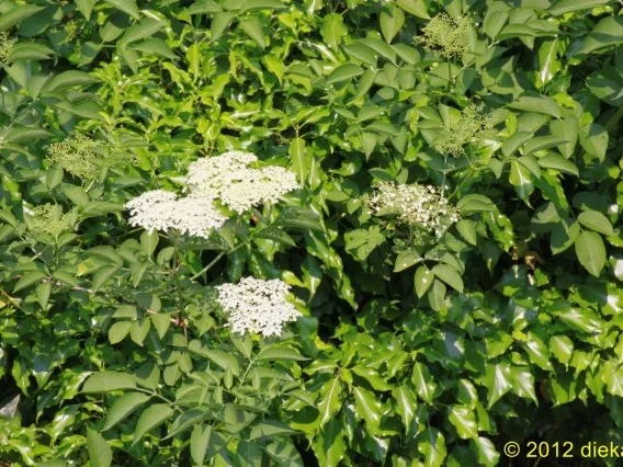 Rezept: Dessert - Holunder- Küchle Bild Nr. 2 Dessert - Holunder- Küchle - Rezept - Bild Nr. 2