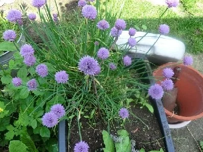 Rezept: Radieschen-Salat mit Schnittlauch-Blüten Bild Nr. 2 Radieschen-Salat mit Schnittlauch-Blüten - Rezept - Bild Nr. 2
