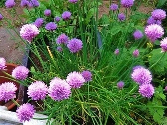 Grüner Salat mit Zitronen-Löwenzahn-Dressing  und Schnittlauch-Blüten - Rezept - Bild Nr. 2