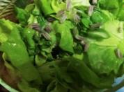 Grüner Salat mit Zitronen-Löwenzahn-Dressing  und Schnittlauch-Blüten - Rezept