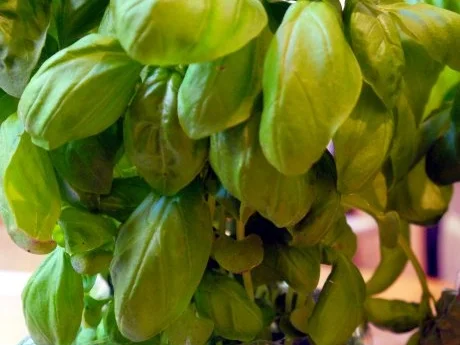 Basilikum-Gelee - Rezept - Bild Nr. 2