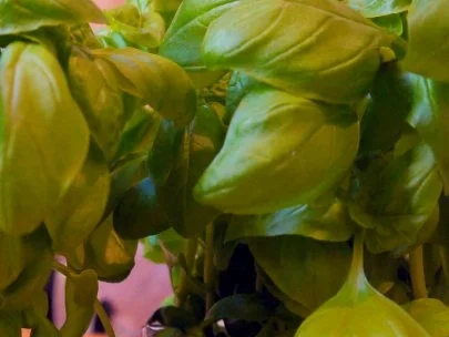 Basilikum-Sirup - Rezept - Bild Nr. 2