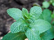 Rezept: Erdbeermus mit Minze Bild Nr. 7 Erdbeermus mit Minze - Rezept - Bild Nr. 7