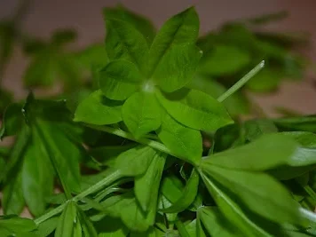 Windbeutel mit Erdbeermus und Waldmeistersahne - Rezept - Bild Nr. 16