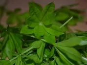 Rezept: Windbeutel mit Erdbeermus und Waldmeistersahne Bild Nr. 16 Windbeutel mit Erdbeermus und Waldmeistersahne - Rezept - Bild Nr. 16