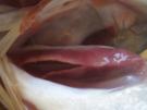 Seeteufelbäckchen à la Biggi - Rezept - Bild Nr. 9