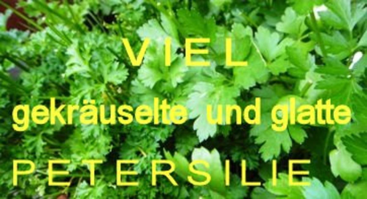Ital. Kräuter-Lasagnette mit Soffritto und AURICCHIO - Rezept - Bild Nr. 2