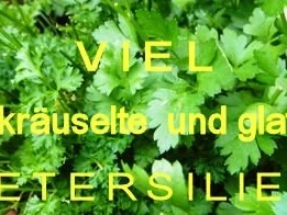 Rezept: Ital. Kräuter-Lasagnette mit Soffritto und AURICCHIO Bild Nr. 2 Ital. Kräuter-Lasagnette mit Soffritto und AURICCHIO - Rezept - Bild Nr. 2