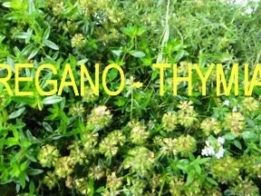 Rezept: Ital. Kräuter-Lasagnette mit Soffritto und AURICCHIO Bild Nr. 3 Ital. Kräuter-Lasagnette mit Soffritto und AURICCHIO - Rezept - Bild Nr. 3